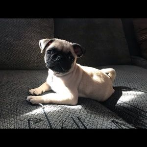 Meet your Posher, Gustavo